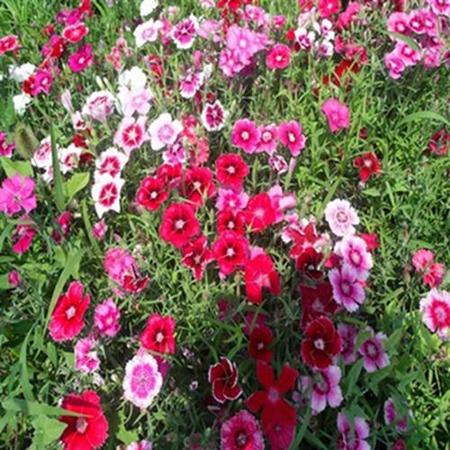 常见的宿根花卉10种名称（常见宿根花卉）(29)