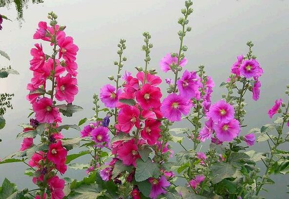 常见的宿根花卉10种名称（常见宿根花卉）(31)