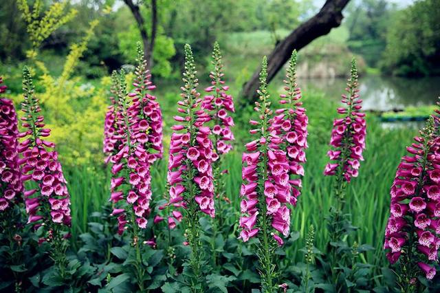 常见的宿根花卉10种名称（常见宿根花卉）(44)