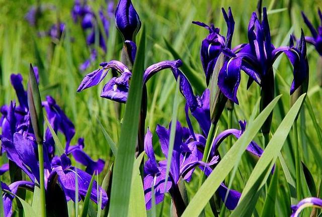 常见的宿根花卉10种名称（常见宿根花卉）(50)