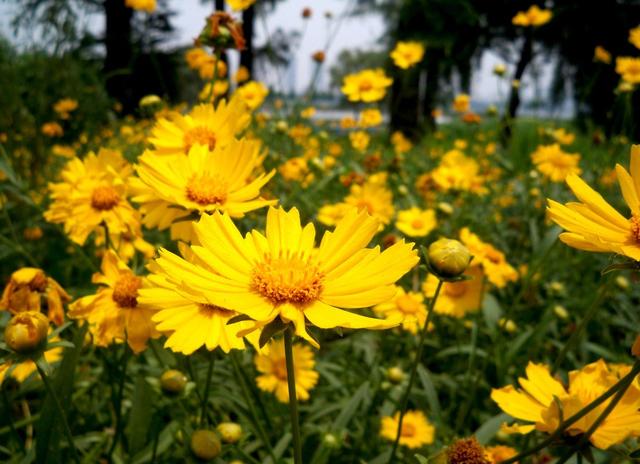 常见的宿根花卉10种名称（常见宿根花卉）(2)