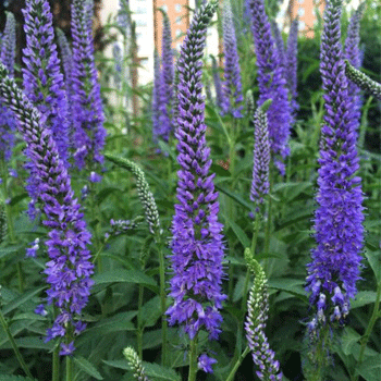 常见的宿根花卉10种名称（常见宿根花卉）(18)