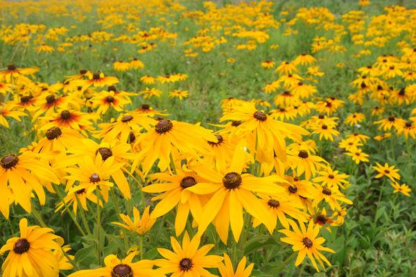 常见的宿根花卉10种名称（常见宿根花卉）(6)