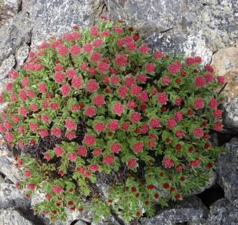 常见的宿根花卉10种名称（常见宿根花卉）(54)