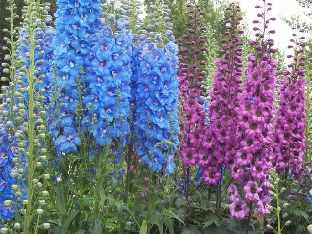 常见的宿根花卉10种名称（常见宿根花卉）(25)