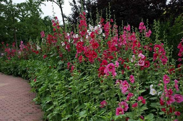 常见的宿根花卉10种名称（常见宿根花卉）(32)