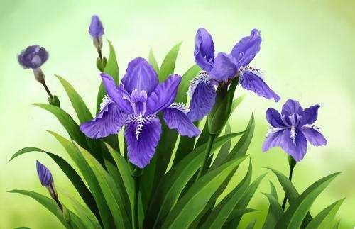 常见的宿根花卉10种名称（常见宿根花卉）(49)