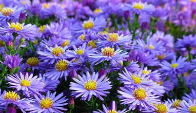 常见的宿根花卉10种名称（常见宿根花卉）(69)