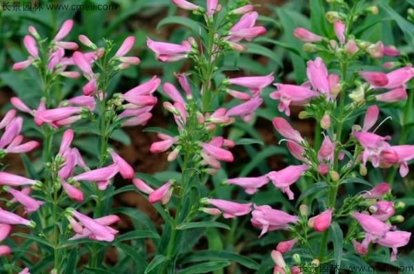 常见的宿根花卉10种名称（常见宿根花卉）(22)