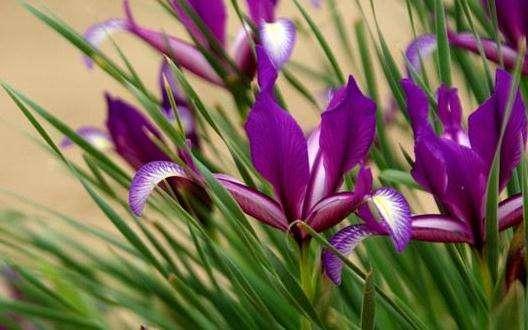 常见的宿根花卉10种名称（常见宿根花卉）(13)