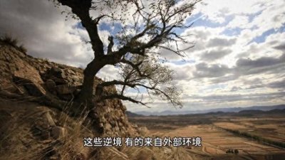 ​逆境中的蜕变：勇敢面对，生命茁壮成长