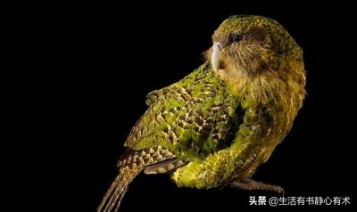 ​涨知识，鹦鹉界的战五渣走地鸡“鸮鹦鹉”