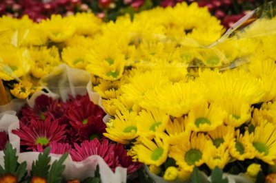 ​菊花的精美图片欣赏