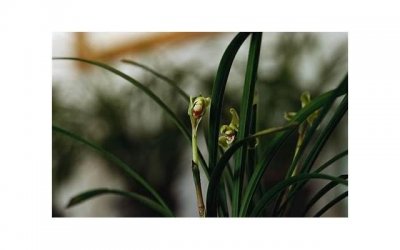 ​小沈阳到快乐大本营