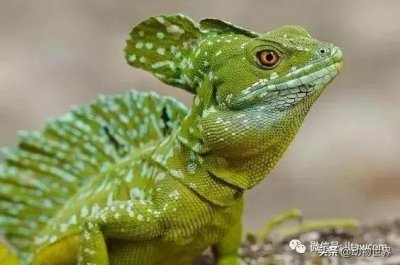 ​“轻功水上漂”一一双冠蜥（双嵴冠蜥）