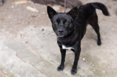 ​“土狗”大黑：守护家园的忠诚勇士