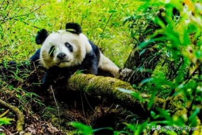 ​熊猫的家园：保护它们的意义和挑战