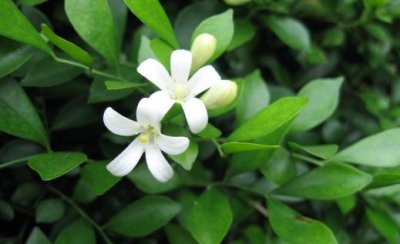 ​九里香是什么？九里香对家居环境的影响