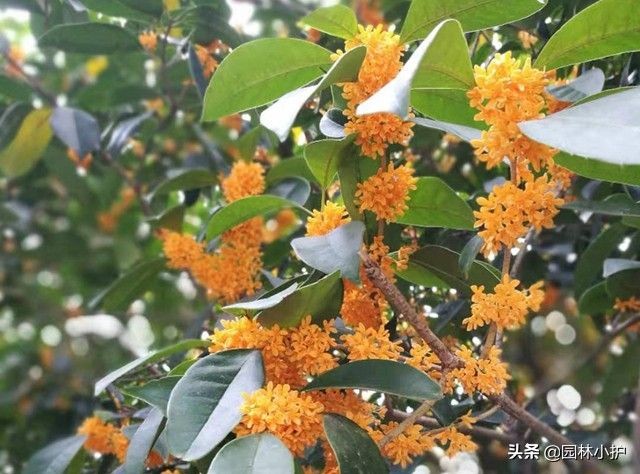 桂花的颜色有哪些（盘点桂花的四大品种介绍）