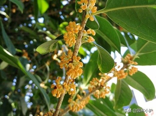 桂花的颜色有哪些（盘点桂花的四大品种介绍）