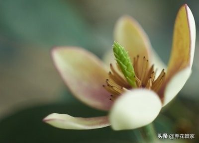 ​含笑：最原始的“香水”树，花香馥郁