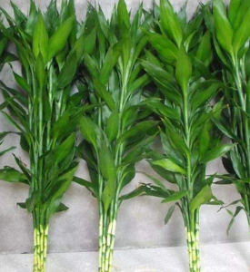 水养无根富贵竹怎样养？做“2步”，十天长满大白根，叶片不黄，新叶长不停