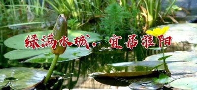 ​淮阳：绿满水城，宜居淮阳