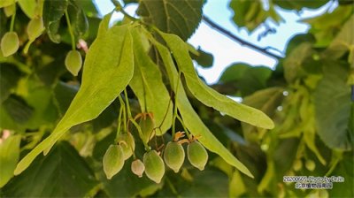 ​金行博览：祛风，活血-椴树