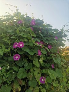 ​普通公民谈谈“舆论裹挟”与“舆论监督”的区别