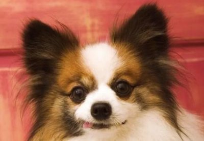 ​狗狗没吹干长痘痘狗狗身体长痘痘