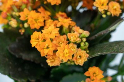 ​长寿花施肥时间，施肥后叶软发黄怎么办