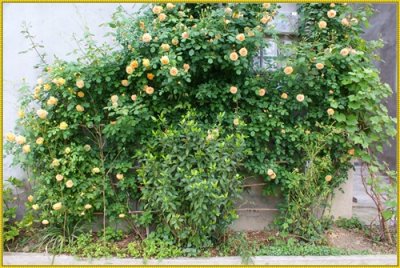 ​王妃月季盛花期