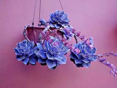 ​多肉植物·石莲花