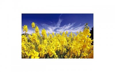 ​别人帮助了然后急于回报