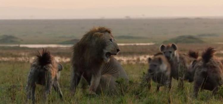 斑鬣狗为什么叫非洲二哥,非洲二哥鬣狗和狮子