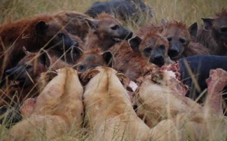 斑鬣狗为什么叫非洲二哥,非洲二哥鬣狗和狮子