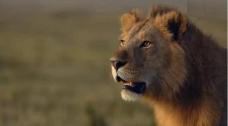 斑鬣狗为什么叫非洲二哥,非洲二哥鬣狗和狮子