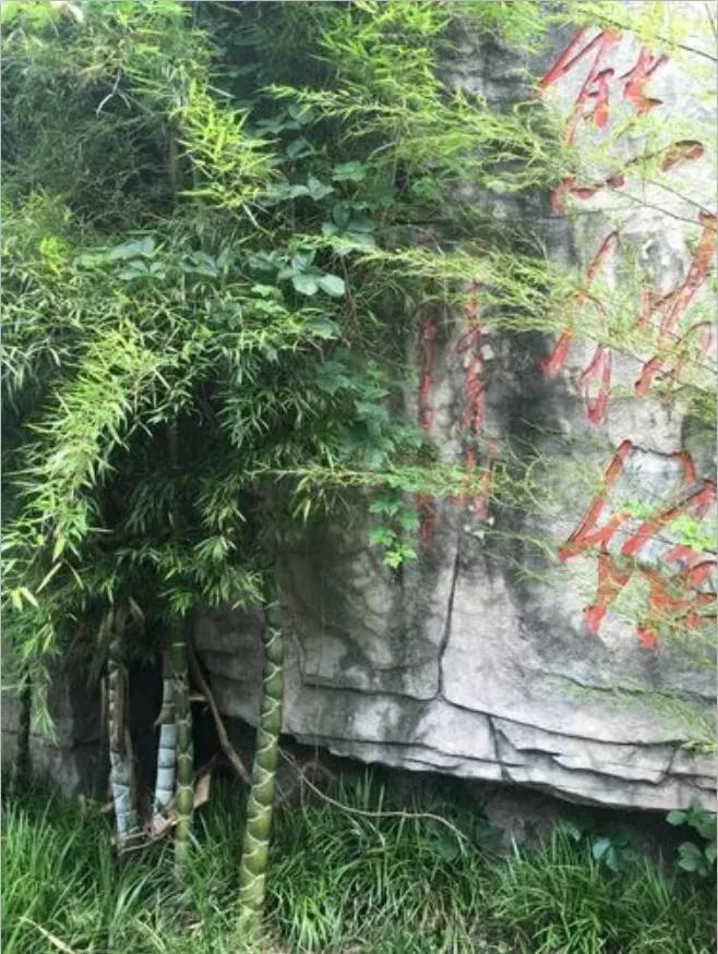 黄浦江的源头在哪里(黄浦江源头在什么地方)