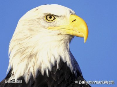 ​如何中肯地评价美国总统特朗普？