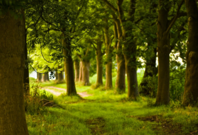 ​初中生日记500字