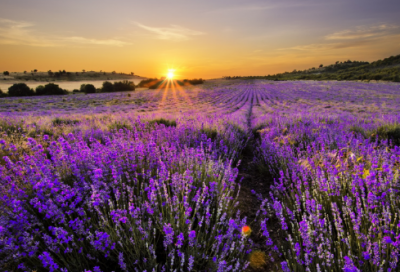 ​千秋诸葛我评说议论文