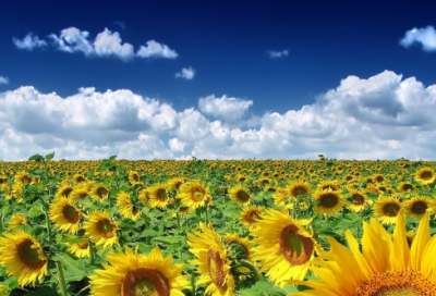 ​开学随想日记