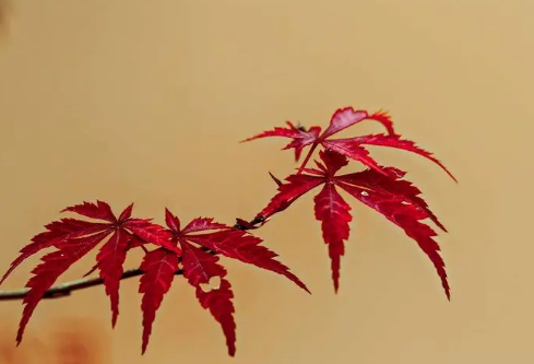 1714080517947688.png image.png